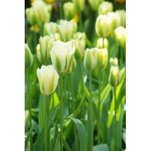  Tulip Spring Green   100 per Box