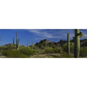  Cactus Plant on a Landscape, Sonoran Desert, Organ Pipe Cactus 