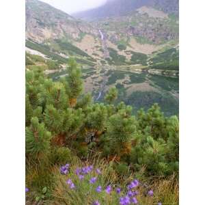  Campanula Patula Wild Flower, Vysoke Tatry Mountains 