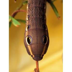  Sphinx Moth Caterpillar with False Eye Spots Photographic 