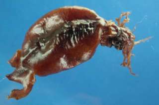 Marine life   Squid, 87 mm # 05056  