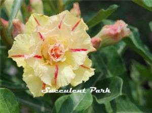 Rosy Adenium Obesum (Desert Rose) Siam Yellow plant  