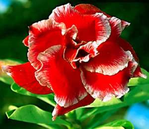 Adenium Obesum Desert Rose Double_santa1Grafted Plant  