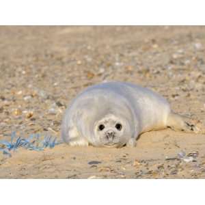 Grey Seal Pup on Beach Lying Beside Plastic Twine, Blakeney Point 