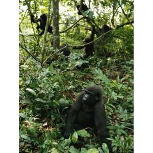  A Group of Gorillas in One of Gabons New National Parks 