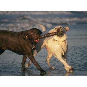 Two Labrador Retrievers Play with a Stick on a Beach Photographic 