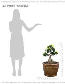 Ginseng Ficus Bonsai Tree  Plant and Pot  Real n Live    