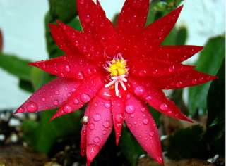 Red Easter Cactus   Rhipsalidopsis   Rare   4 Pot  