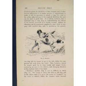  British Dog Dogs Backing Hunting Antique Print Old Art 