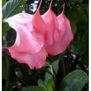  Angels Trumpet Brugmansia Pink Peach Patio, Lawn 