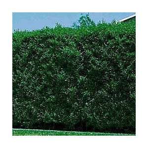  Chinese Elm Hedge Patio, Lawn & Garden