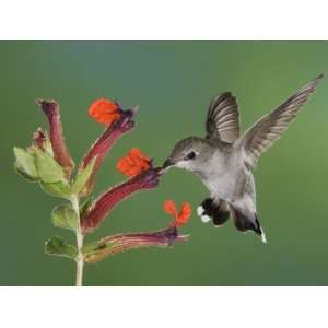  Annas Hummingbird Female in Flight Feeding on Flower 