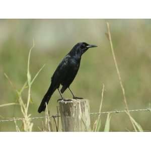 Boat Tailed Grackle Perches on a Fence Post in Central Florida Premium 