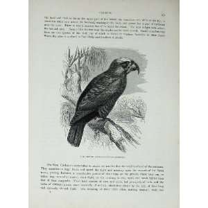    CassellS Birds C1870 Nestor Cockatoo Parrot Nature