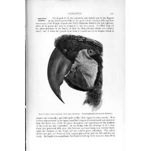   NATURAL HISTORY 1895 BLACK COCKATOO BIRD PARROT PRINT