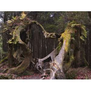  Giant Tree Trunk in Cedar Forest, Alishan National Forest 