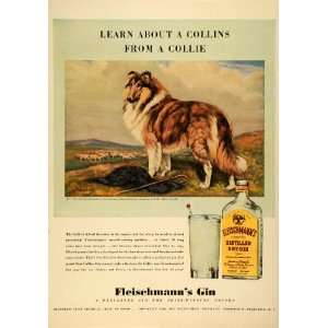   Dry Gin Alcohol Rough Collie Dog   Original Print Ad