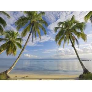 Panama, Bocas Del Toro Province, Carenero Island, Palm Trees and Beach 