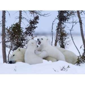 Polar Bear with Cubs, (Ursus Maritimus), Churchill, Manitoba, Canada 