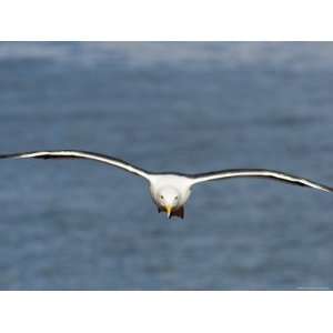  Western Gull in Flight over the Pacific, California 