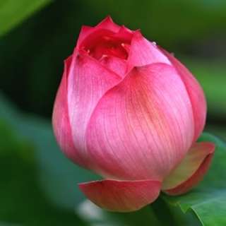 seeds Hindu Lotus Flower Nelumbo nucifera DIY [ZZ18]  