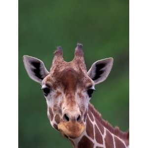  Reticulated Giraffe, Impala Ranch, Kenya Premium 