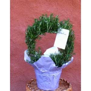  Rosemary Topiary Ring/ Live Potted Plant (Rosmarinus 