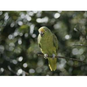  A Mostly Green Parakeet Perched on a Branch Photographic 
