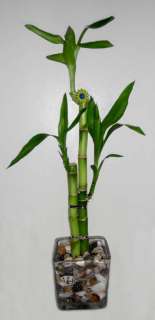 Lucky Bamboo 3 Stalk Arrangement in Glass w/Sea Shells  