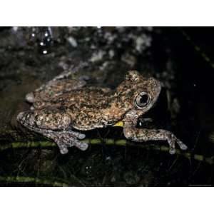  Perons Tree Frog Floats in a Wetland Pool, Melbourne Zoo 