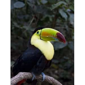  Keel Billed Toucan (Rainbow Billed Toucan), Macaw Mountain Bird 