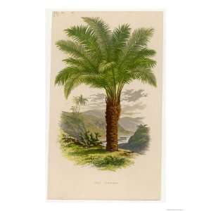  Palm Tree (Sago) Cycas Ruminiana Giclee Poster Print 