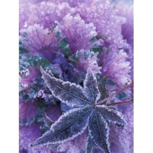 Frost covered Shrubs and Maple Leaf, Washington, USA Photographic 