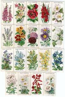 1910 Collection of 19 OLD ENGLISH GARDEN FLOWER Cards  