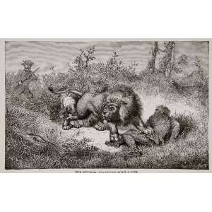  1884 Wood Engraving Africa Hunting Lion Livingstone Rifle 
