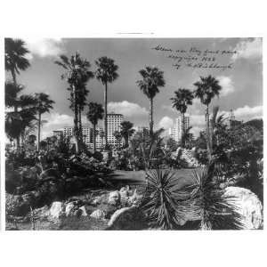   trees,plants,rocks,buildings,Miami,Florida,FL,c1928