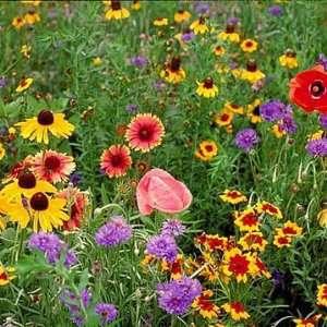  Wildflower Seed Mix 500+ Seeds Covers Approx. 200 Sq. Ft. Pure Seeds 